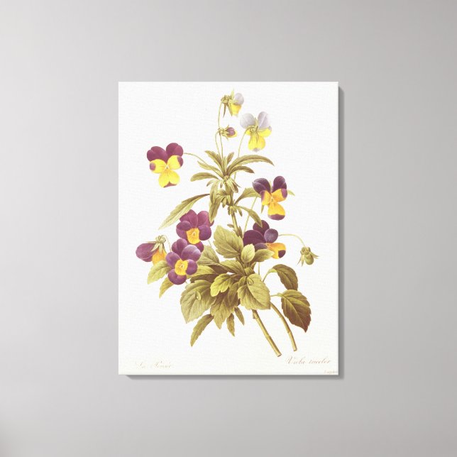 Toile Viola Tricolor (Recto)