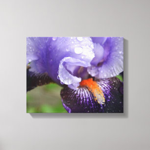 Toile violet Iris