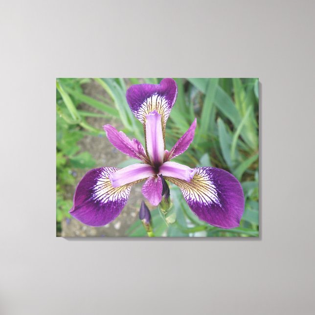 Toile violet Iris (Recto)