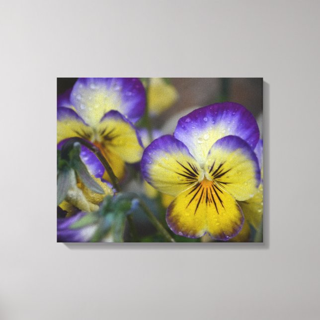 Toile violette et jaune enveloppée (Recto)