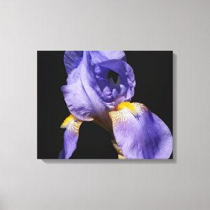 Toile violette Iris Enveloppée