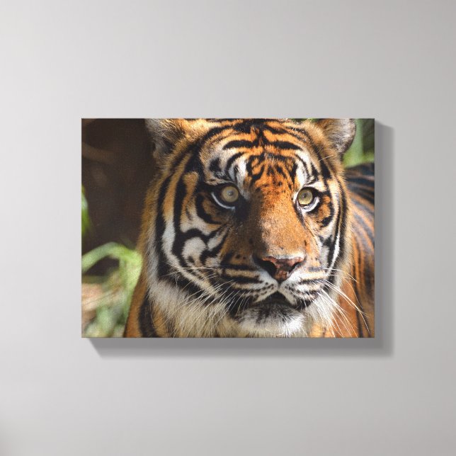 Toile visage de tigre (Recto)