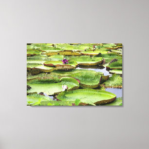 Toile Vitoria Regis, nénuphars géants de l'Amazonie