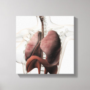 Toile vue 3D de l'appareil respiratoire femelle 3