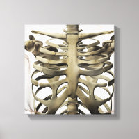 Vue 3D Du Sternum Féminin Et De La Cage De Rib
