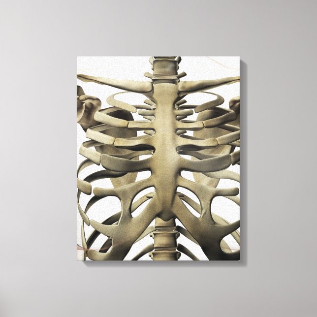 Toile Vue 3D Du Sternum Féminin Et De La Cage De Rib (Recto)