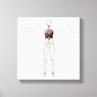 Vue 3D Du Système Respiratoire Féminin