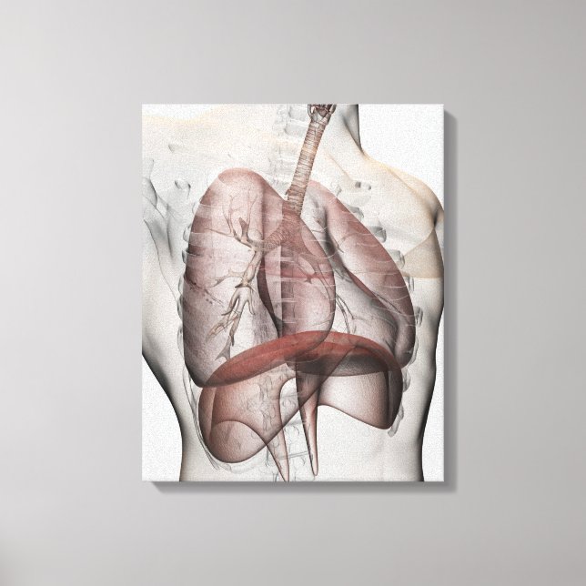Toile Vue 3D Du Système Respiratoire Homme (Recto)