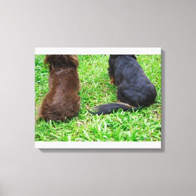 Toile Vue arrière de deux chiens Dachshund (Recto)