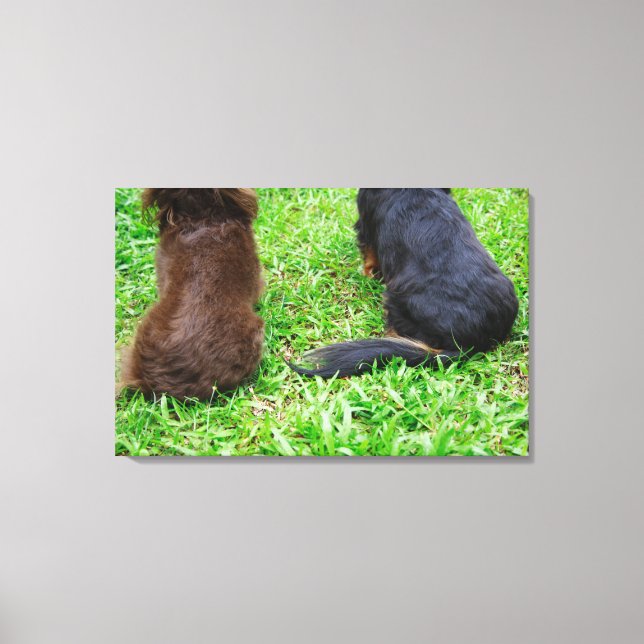 Toile Vue arrière de deux chiens Dachshund (Recto)