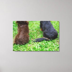 Toile Vue arrière de deux chiens de teckel