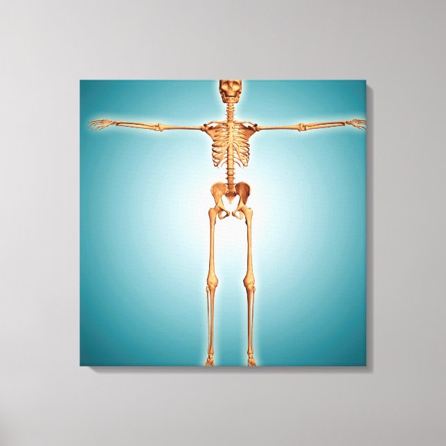 Toile Vue Avant Du Système Skeletal Humain (Recto)