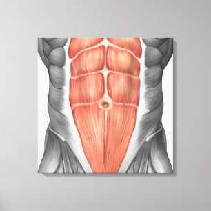 Toile Vue Complète Des Muscles Abdominaux Hommes