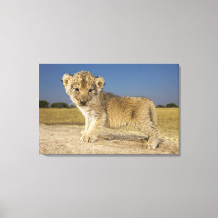 Toile Vue de jeune petit animal de lion (Panthera Lion),