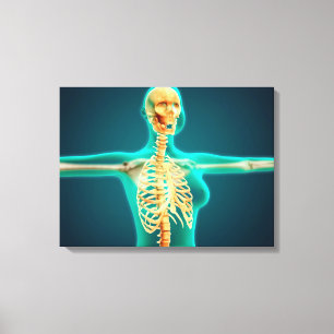 Toile Vue de rayon X du corps supérieur femelle montran
