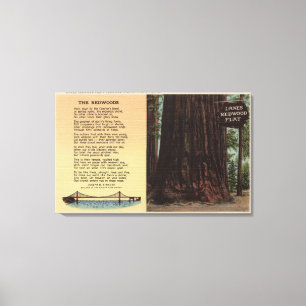 Toile Vue de séquoia de ruelles plate