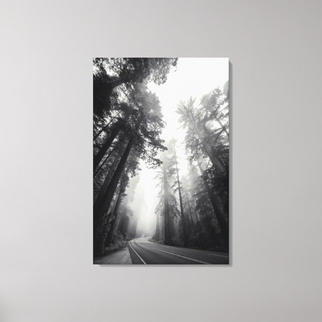 Toile Vue Des Séquoia Dans La Forêt (Recto)