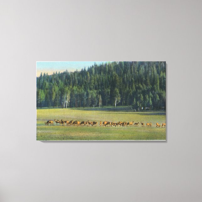 Toile Vue d'un pack de paillage de cerfs (Recto)