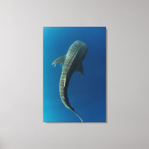 Toile Vue en haut d'un requin baleine