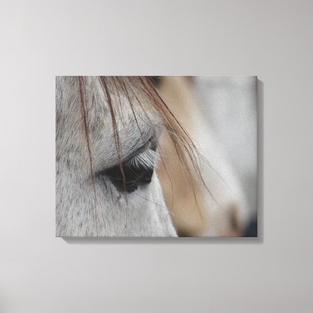 Toile Vue latérale de la tête du cheval gris (Recto)