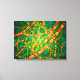 Toile Vue Microscopique De L'Anthrax 2