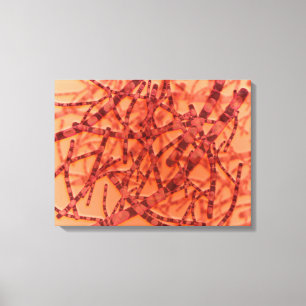 Toile Vue Microscopique De L'Anthrax 3