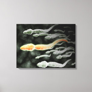 Toile Vue Microscopique De Sperm Voyageant
