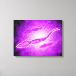 Toile Vue microscopique des spermatozoïdes masculins