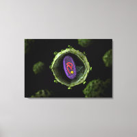 Vue Microscopique Du Virus Du VIH, Section Transve