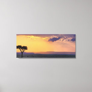 Toile Vue panoramique d'un acacia isolé à