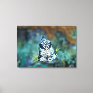 Toile Vue sous-marine de Trunkfish lisse (Lactophrys