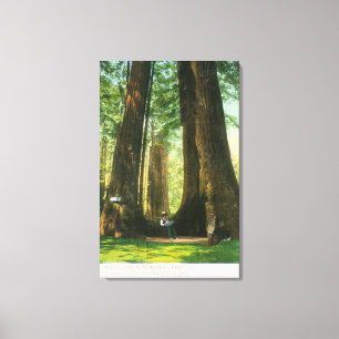 Toile Vue sur Redwood Twins à Big Tree Grove