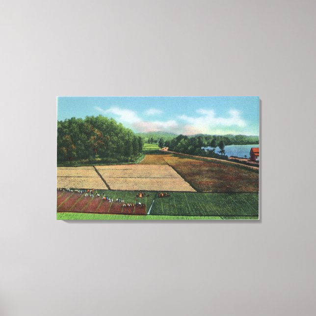 Toile Vue sur une plantation de canneberges (Recto)