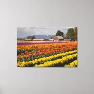 Toile WA, Skagit Valley, Champs de tulipe en fleur, à
