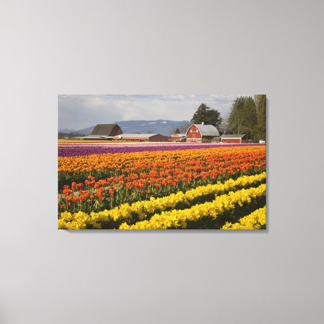 Toile WA, Skagit Valley, Champs de tulipe en fleur, à (Recto)