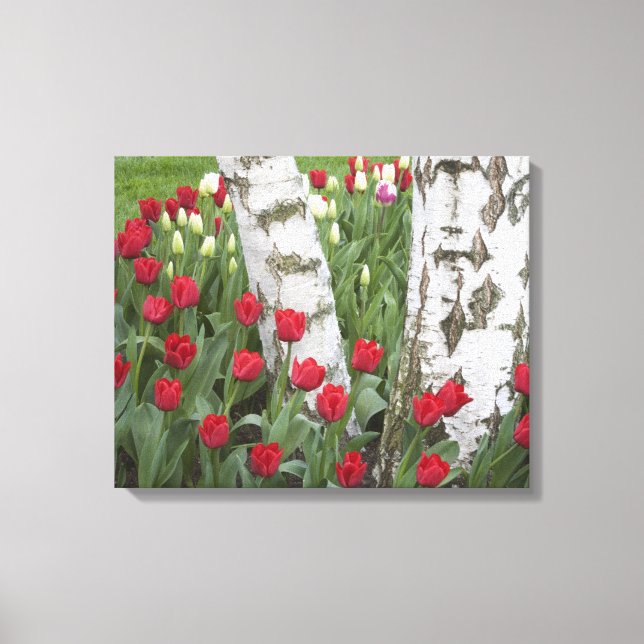 Toile WA, vallée de Skagit, jardin de tulipes Roozengaar (Recto)