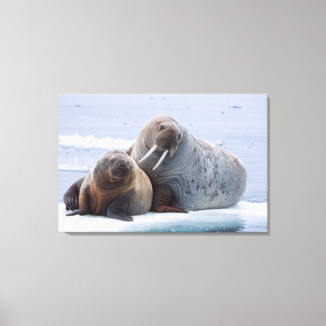 Toile Walrus cow and calf reston on a sea ice floe (Recto)