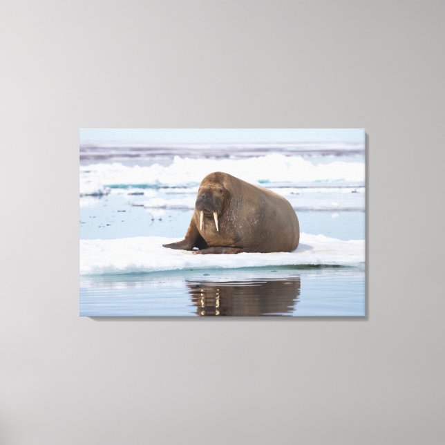 Toile Walrus resting on ice, Norway (Recto)