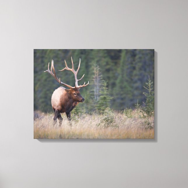 Toile Wapiti des montagnes Rocheuses (Recto)