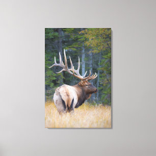 Toile Wapiti mâle des montagnes Rocheuses