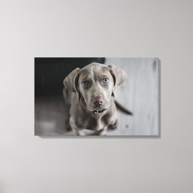 Toile Weimaraner (Recto)