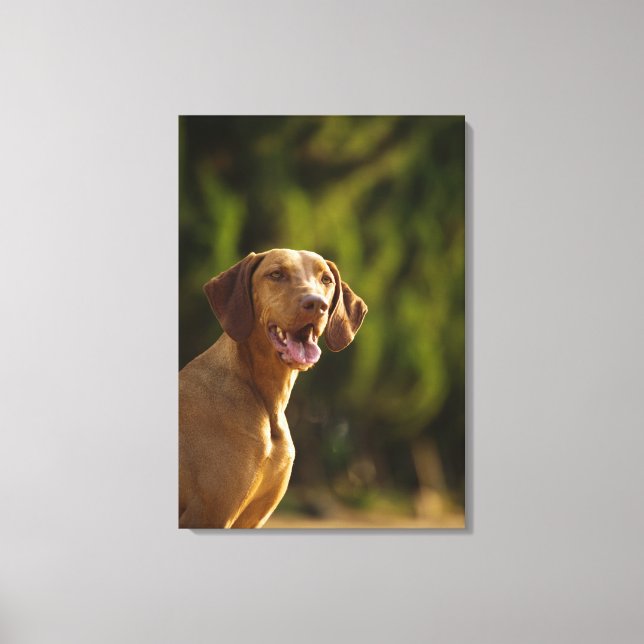 Toile Weimaraner 3 (Recto)