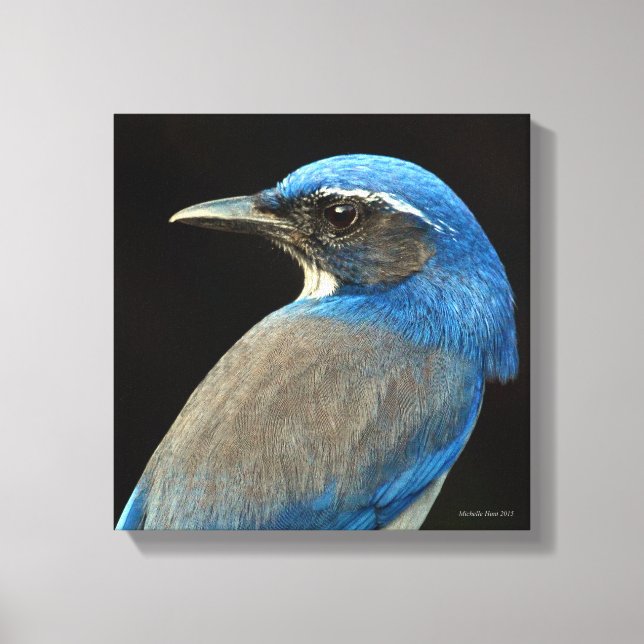 Toile Western Scrub Jay (Recto)