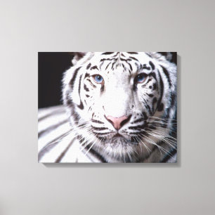 Toile White Bengal Tiger Photographe