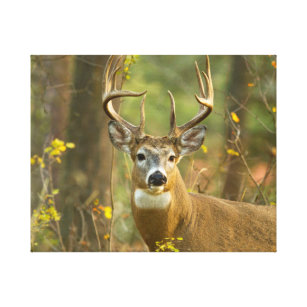 Toile Whitetail Deer Buck   Corégone, Montana
