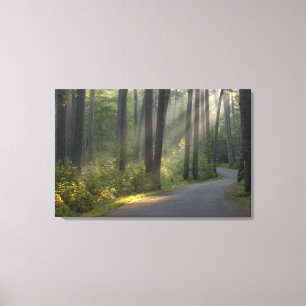 Toile Wilderness Drive, parc d'État d'Itasca,