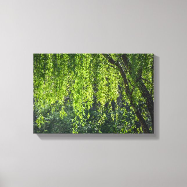 Toile Willow Tree Green Nature (Recto)