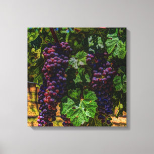 Toile Winery Grapevine sunny tuscany vineyard