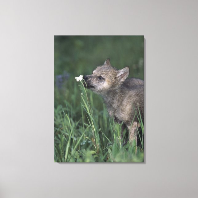 Toile Wolf Puppy Fleur sauvage de montagne (Recto)