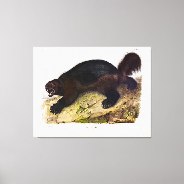Toile Wolverine ou Wolverene (Gulo gulo) par Audubon (Recto)